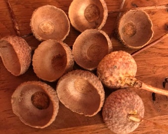 Acorn Cups 50 Natural Oak ,size 12-18 mm, Christmas wreath , decoration, embellishments , needle felting, craft , photo frame,