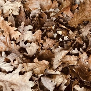 5 litres de feuilles de chêne stérilisées à la chaleur, des centaines de feuilles, pour vivariums, reptiles, isopodes, lézards, serpents, litière de sourds, MEILLEURE QUALITÉ