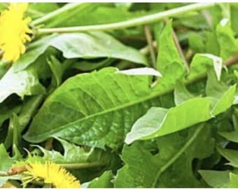 SUPER PRICE !  50/100 Grams Fresh Dandelion Leaves, Tea/ Health, Small Animals