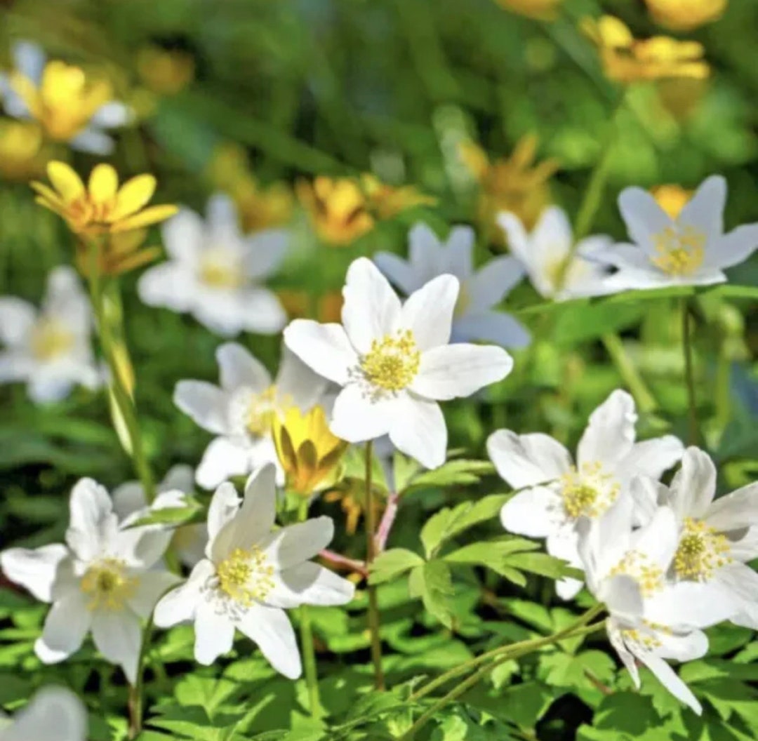 20 Wood Anemone Nemorosa Rhizomes BEST PRICE ON Etsy, English Wood