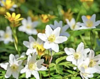 20 Wood Anemone Nemorosa Rhizomes BEST PRICE ON Etsy, English Wood Anemone, Uk Seller, Fast Delivery, Best quality