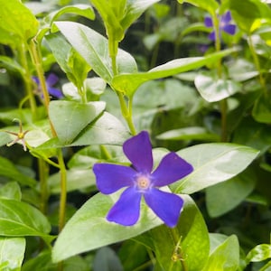 May include: A close-up of a purple flower with five petals blooming amongst green leaves. The flower has a white centre with a yellow stamen.