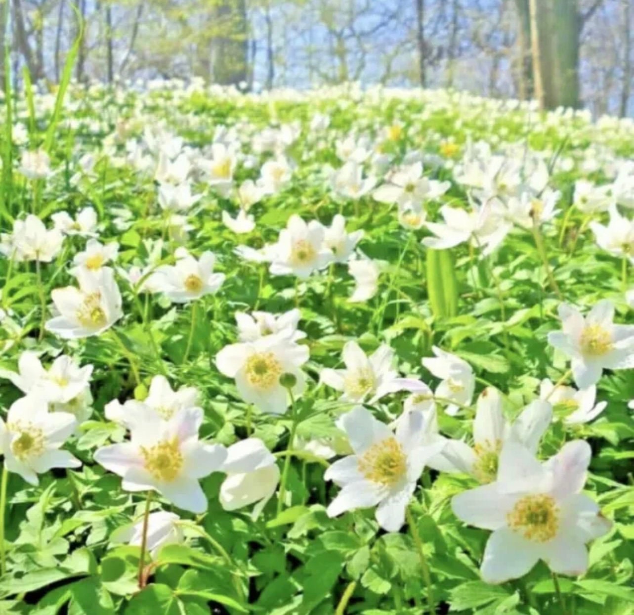 8 Wood Anemone Nemorosa Rhizomes BEST PRICE ON Etsy, English Wood