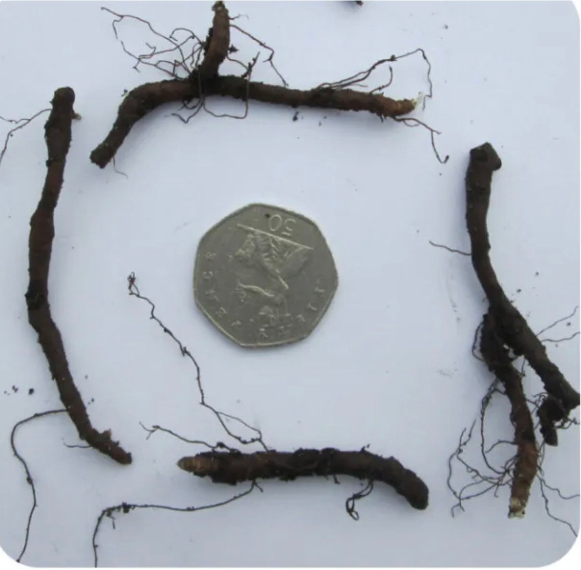 8 Wood Anemone Nemorosa Rhizomes BEST PRICE ON Etsy, English Wood