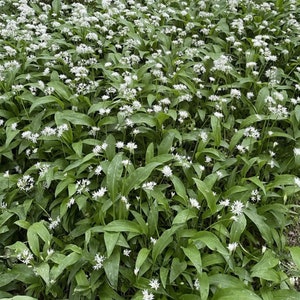 WILD GARLIC - 50, 100, 200 Seeds, Allium Ursinum Best Quality , UK Seller, Fast Delivery