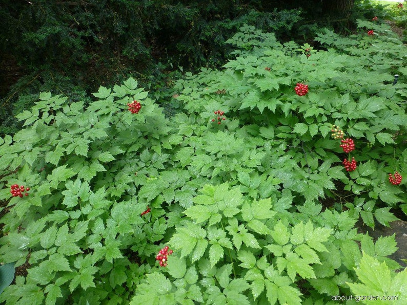 Teinture de myrtille rouge Actaea rubra image 3