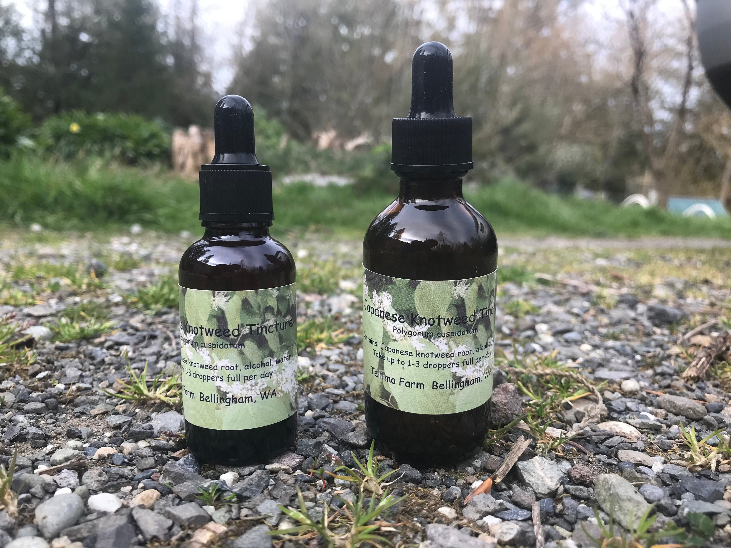 Japanese Knotweed Root Tincture (fallopia Japonica) 1:3 45
