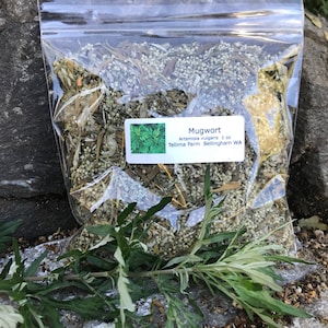 Mugwort dried leaf - Artemisia vulgaris