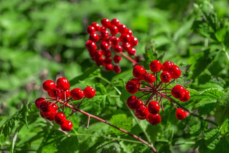 Teinture de myrtille rouge Actaea rubra image 2