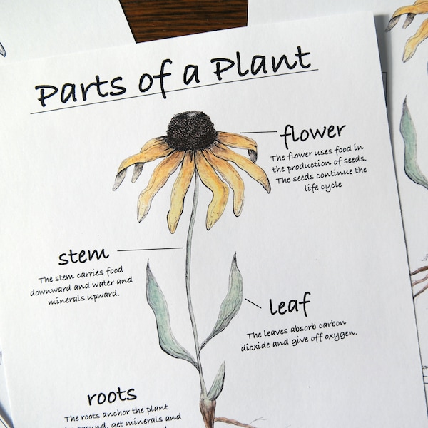 Parts of a Plant | Charlotte Mason Homeschool Nature Study Printable