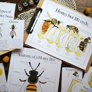 Honey bee bundle | Nature study Charlotte Mason Homeschool Printable