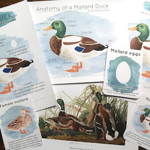 Mallard Duck Educational Printable Learning set