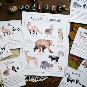 Woodland Animal Informational Cards | Charlotte Mason Nature Studies Fall / Winter Forest Animals and Tracks