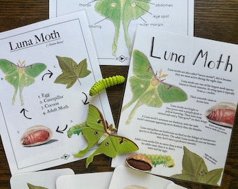 Luna Moth Life Cycle Set Learning Physical Copy  | Mini Posters & Life Cycle figures | Charlotte Mason Nature Educational Homeschool Science