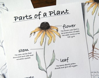 Parts of a Plant | Charlotte Mason Homeschool Nature Study Printable