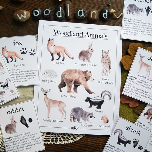 Woodland Animal Informational Cards Charlotte Mason Nature - Etsy Woodland Animal Informational Cards Charlotte Mason Nature - Etsy