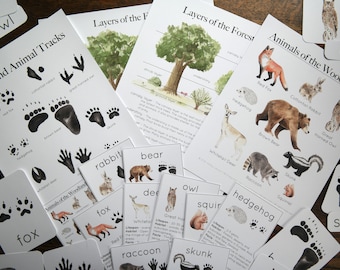 Woodland Forest Bundle | Animals, Tracks, Forest layers Charlotte Mason Homeschool Nature Study