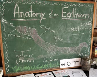 Anatomy of a Worm and Wormery activity with record | Charlotte Mason Nature Educational Printable