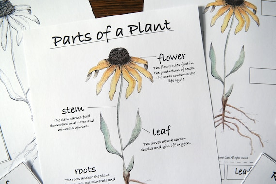 Parts of a Plant Diagram: Step-by-Step Tutorial