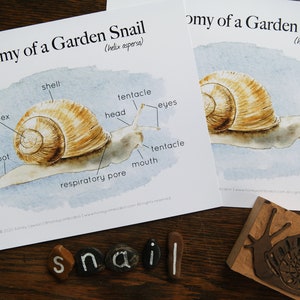 Anatomy of a Garden Snail mini-poster  | Charlotte Mason Homeschool Nature Journal Studies Printable