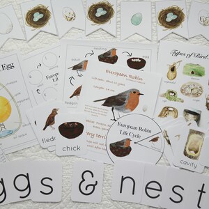 Nesting birds (European Robin) mega bundle | Charlotte Mason Homeschool Nature Studies Educational Printable