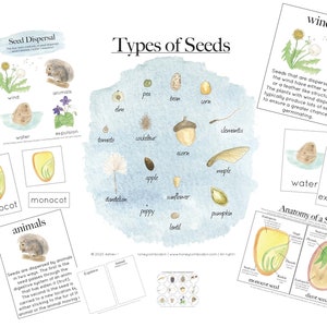 Samen-Bündel | Naturstudie, Charlotte Mason, Hausschule, bedruckbar, Samenarten, Verbreitung, Anatomie, Herbst,