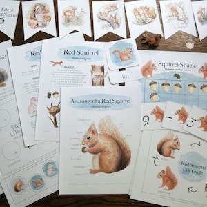 Squirrel Learning Bundle | Charlotte Mason Homeschool Autumn Nature Study Red Squirrel