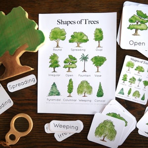 Tree studies bundle Nature study, Charlotte Mason, Homeschool, Printable image 7