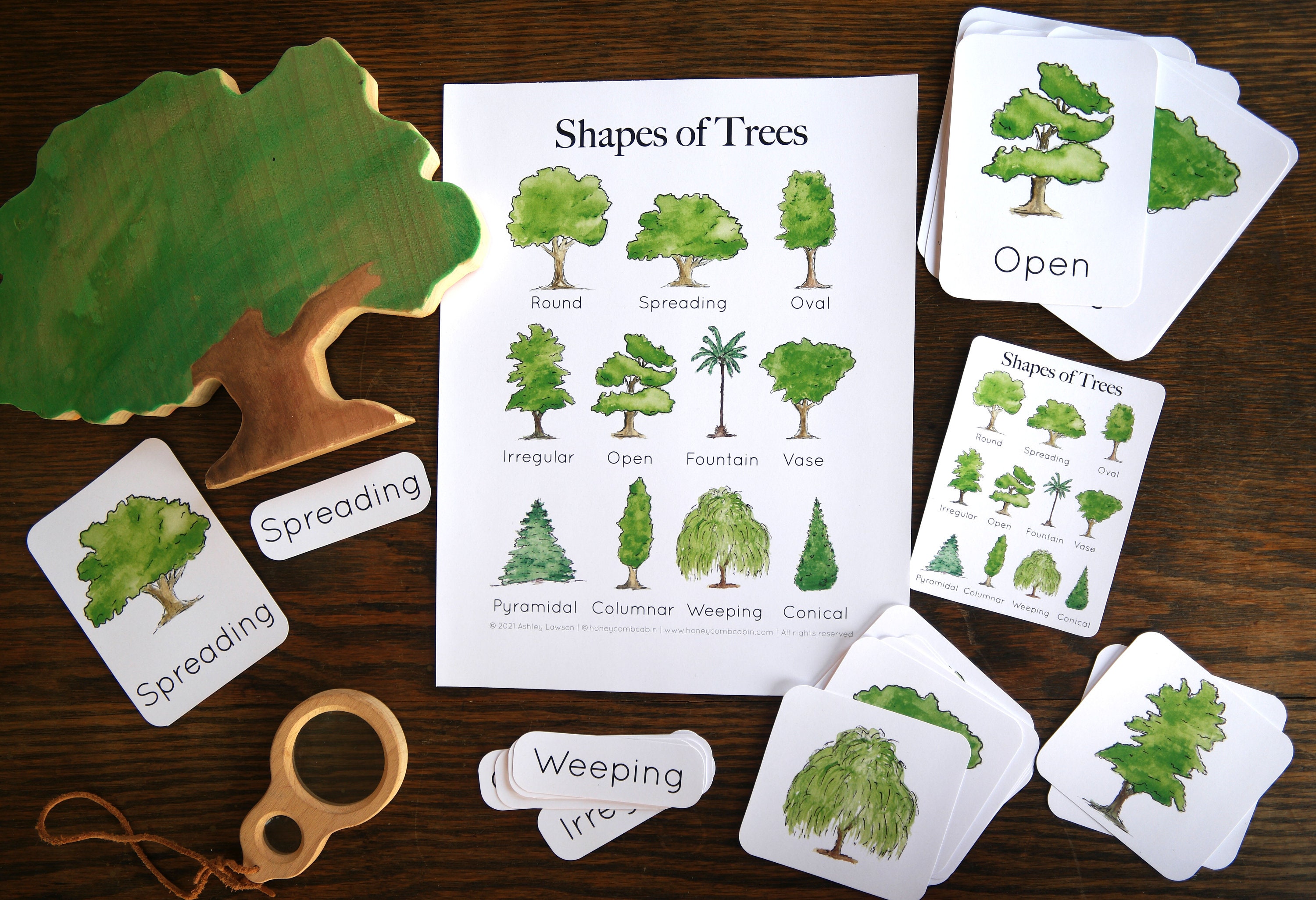 NEW! Tree Anatomy Nature Study