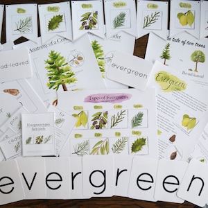 May include: A set of educational flashcards for children about evergreen trees. The cards feature illustrations of different types of evergreen trees, including pine, fir, cedar, and spruce. The cards also include text about the life cycle of a conifer, the anatomy of a conifer, and the different types of evergreens.