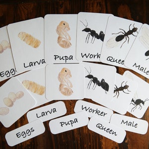 Tarjetas de 3 partes del ciclo de vida de las hormigas