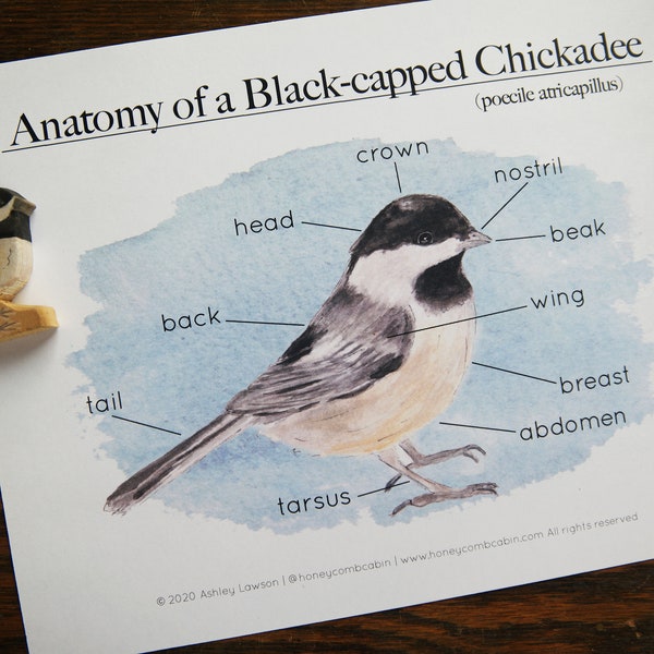 Anatomy of a Chickadee | Charlotte Mason Educational Nature Bird Printable