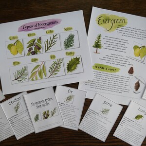Evergreens a Few Species With Info Cards | Charlotte Mason Nature ...