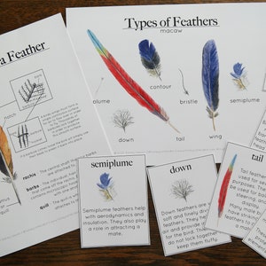 Bird Bundle Anatomy, Feather, Feet, Skeleton Charlotte Mason Homeschool Nature Study image 3