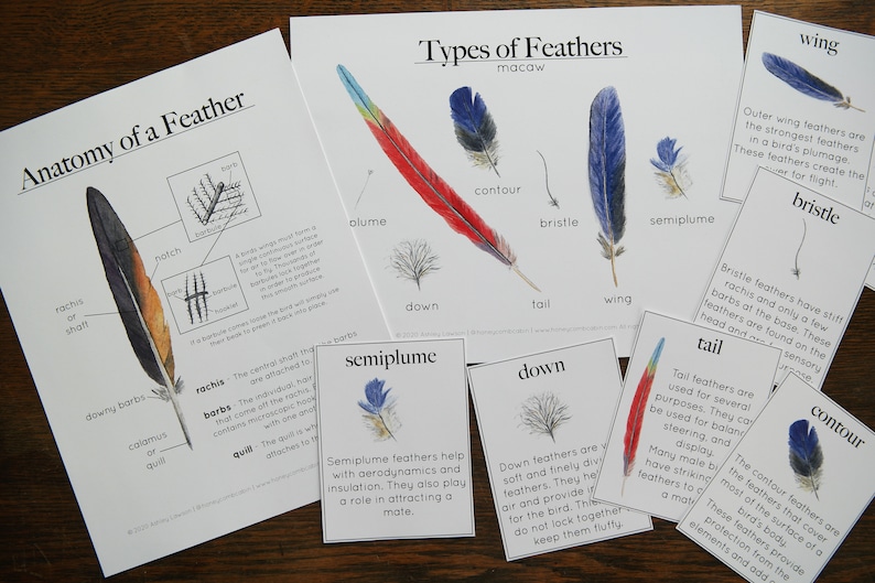 Bird Bundle Anatomy, Feather, Feet, Skeleton Charlotte Mason Homeschool Nature Study image 3