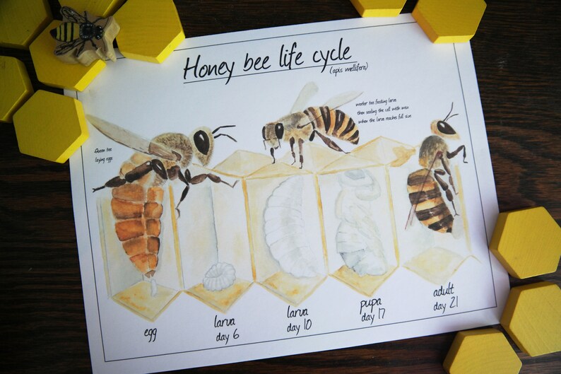 Honey bee life cycle digital download | Etsy