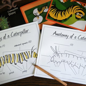 Anatomy of a Caterpillar - Mini-poster and printable