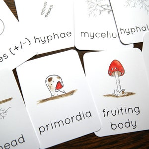 Mushroom life cycle cards