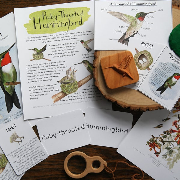 Ruby-throated Hummingbird set | Charlotte Mason Nature Journal Spring Educational Printable Set