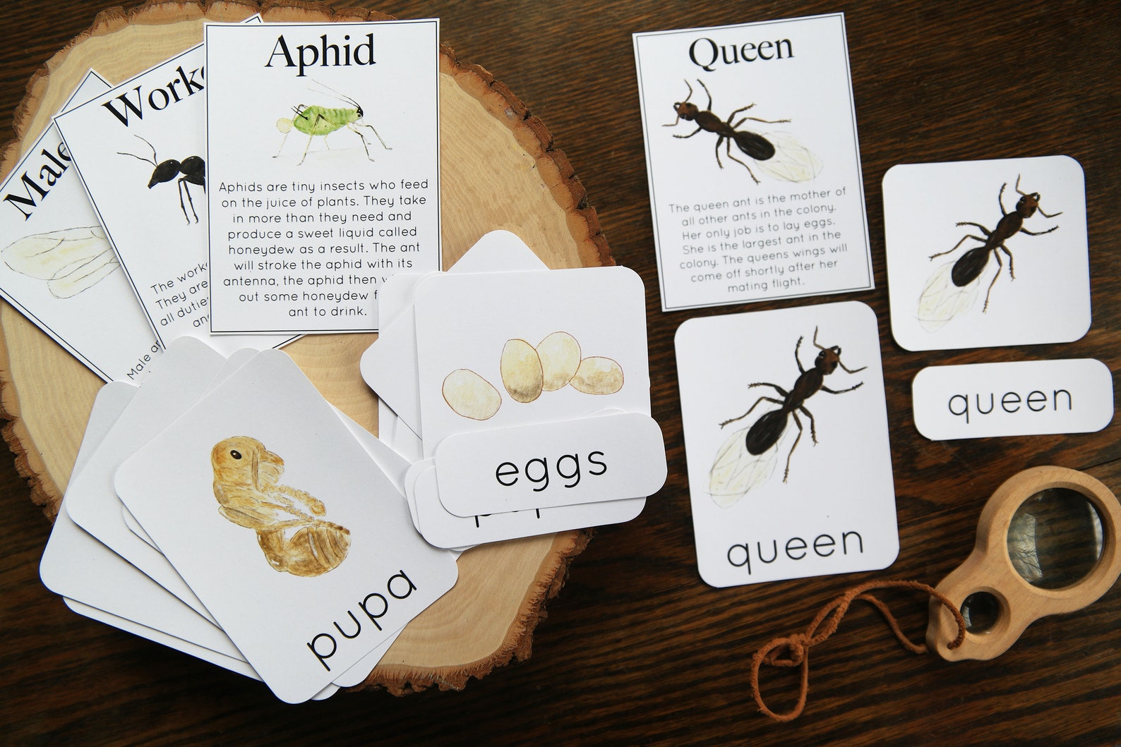 Ant Bundle | Charlotte Mason Nature Study Homeschool Printable - Etsy