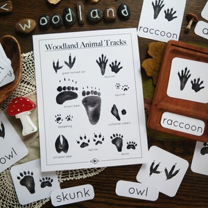 Mini póster y tarjetas de 3 partes de huellas de animales del bosque / Montessori Charlotte Mason Nature Homeschool Educational Otoño / Invierno
