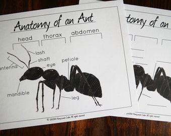 Anatomy of an Ant - Etsy