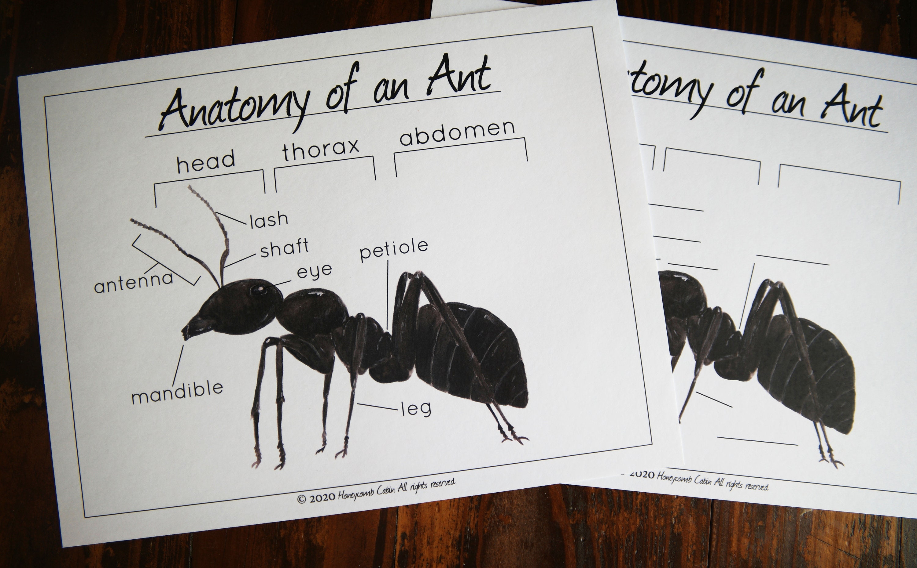 Anatomy of an Ant | Homeschool, Charlotte Mason, Printable, Montessori ...