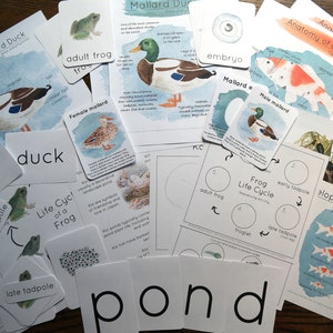 Pond Bundle - Mallard, Koi, Frog life cycle | Charlotte Mason Homeschool Educational Nature Printable