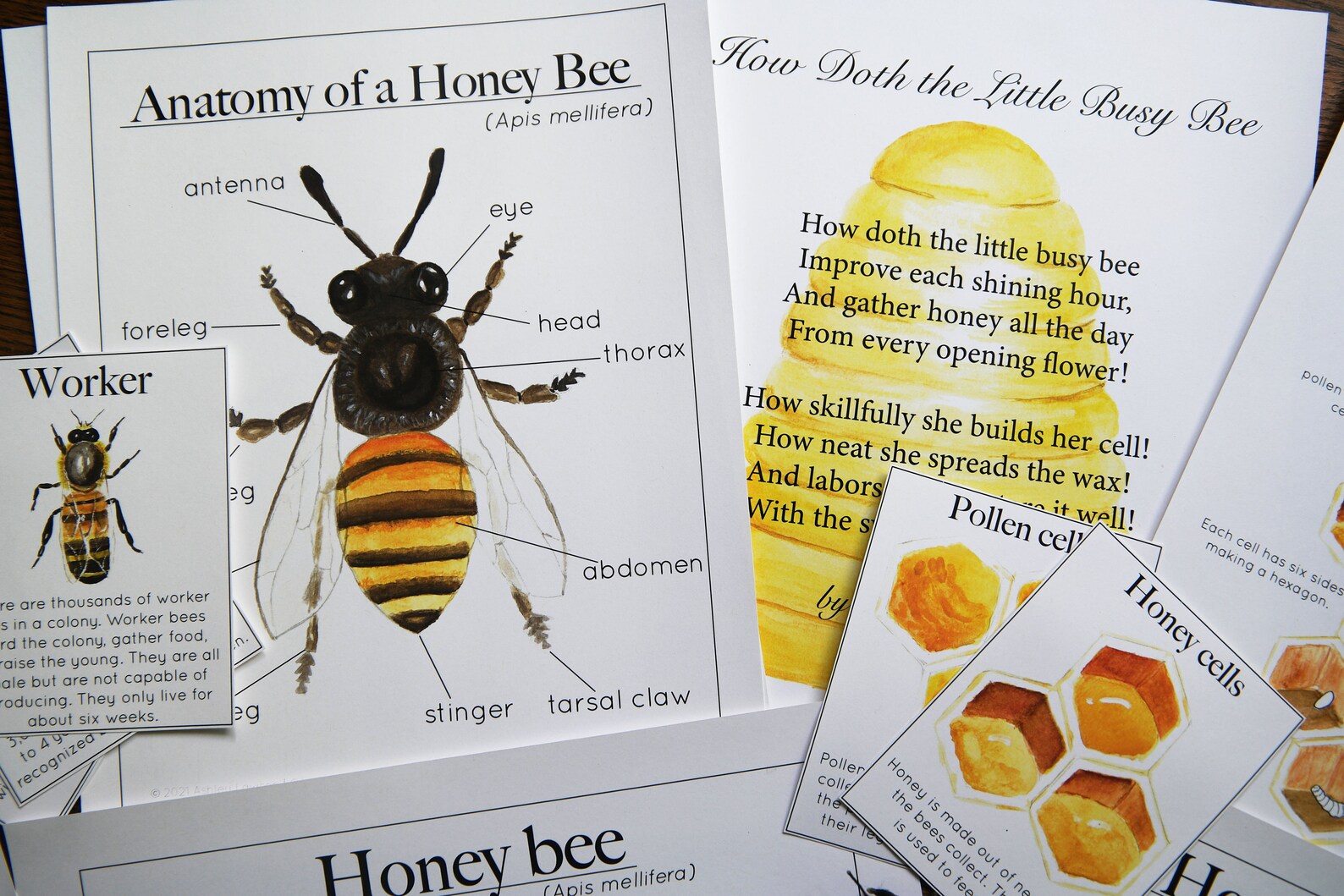 Honey Bee Bundle | Nature Study Charlotte Mason Homeschool Printable ...