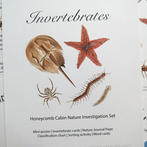 Invertebrate Bundle | Charlotte Mason Homeschool Educational Investigation set