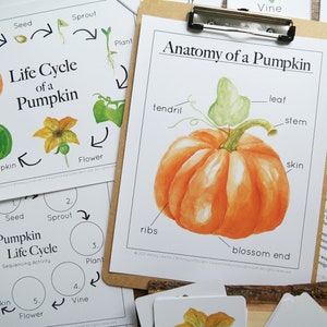 Pumpkin Nature Table/Unit Study bundle
