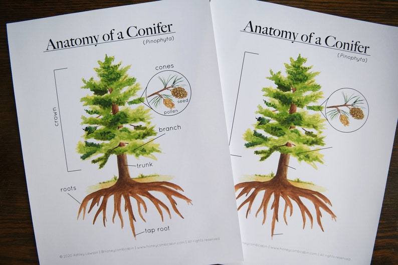 May include: A labeled diagram of a conifer tree, showing the crown, trunk, roots, tap root, branches, cones, pollen, and seeds. The tree is drawn in a watercolor style.