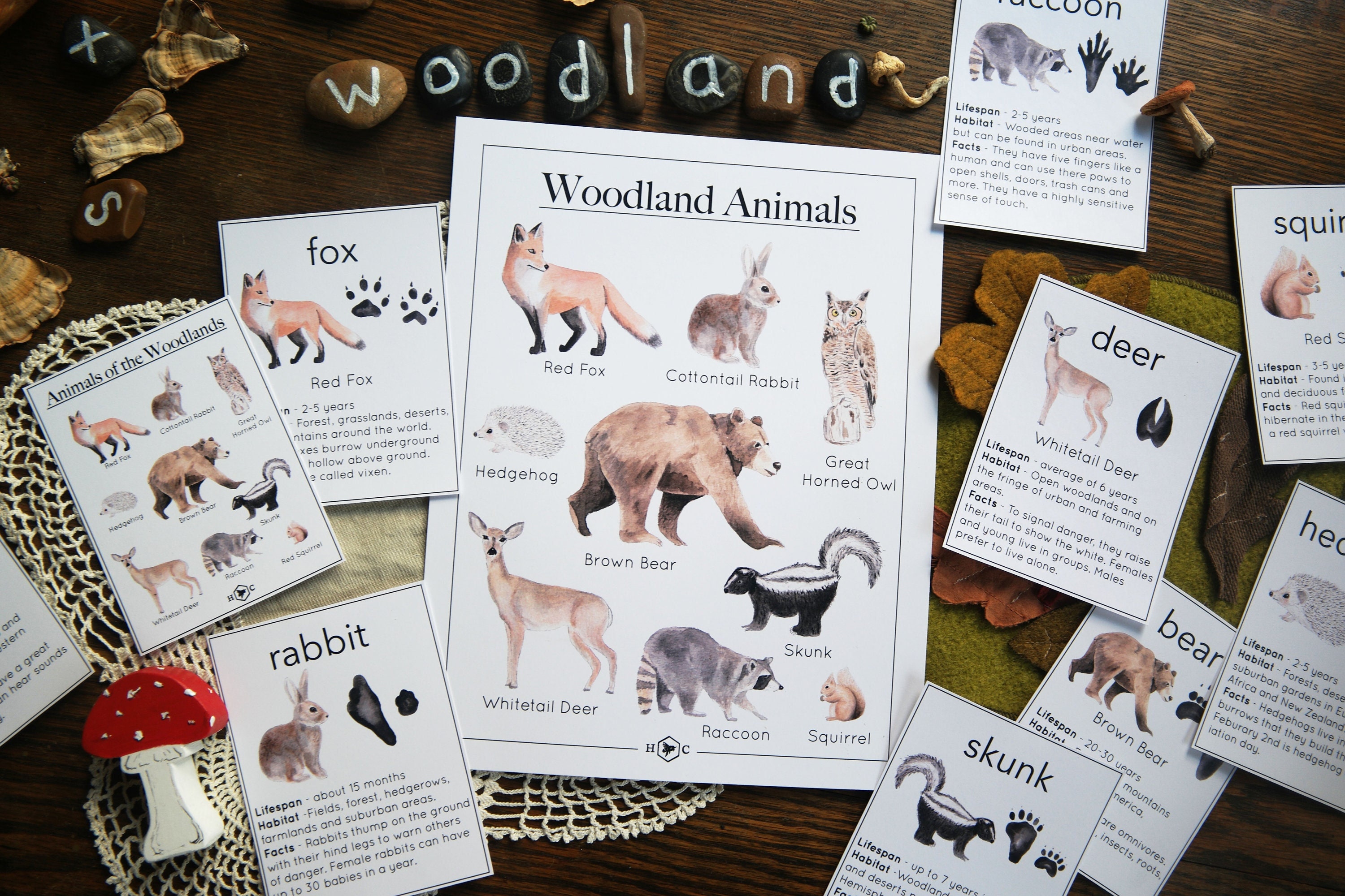 Woodland Animal Informational Cards Charlotte Mason Nature - Etsy Woodland Animal Informational Cards Charlotte Mason Nature - Etsy