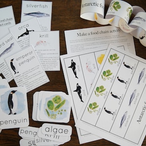 Mini estudio de la cadena alimentaria antártica con tarjetas y actividad / Charlotte Mason Nature Educational Printable